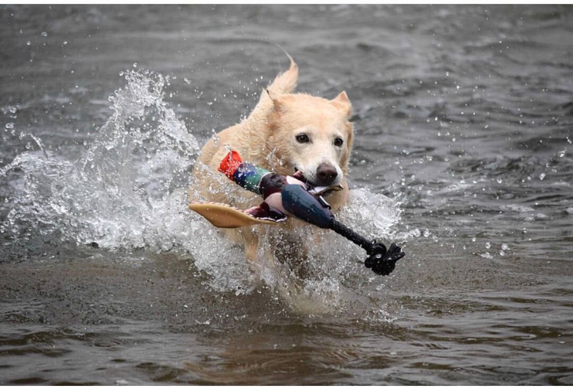 Fly &amp; Fetch Launching Toys