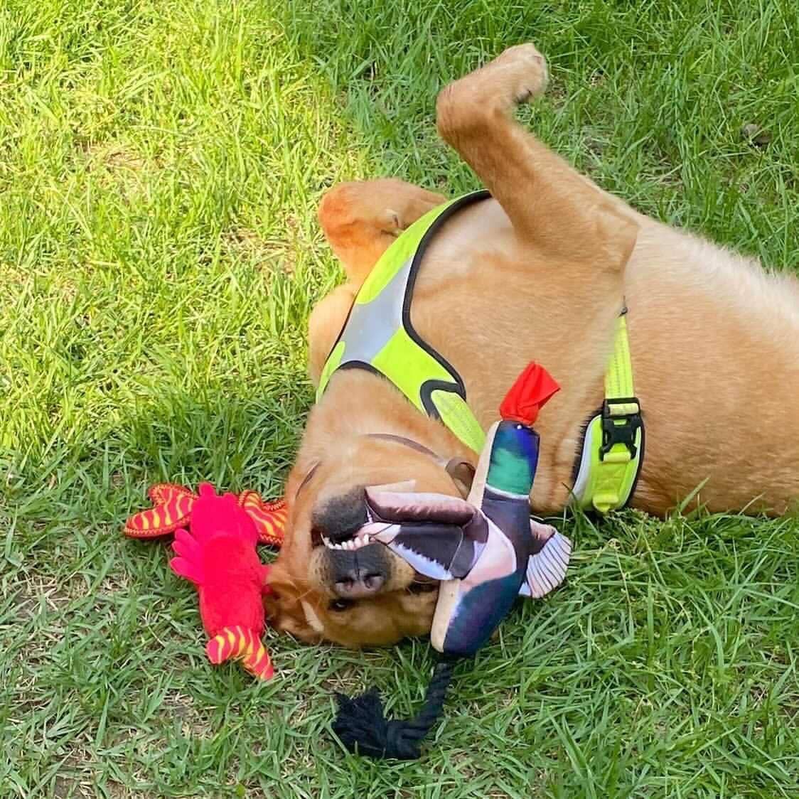 Fly &amp; Fetch Launching Toys