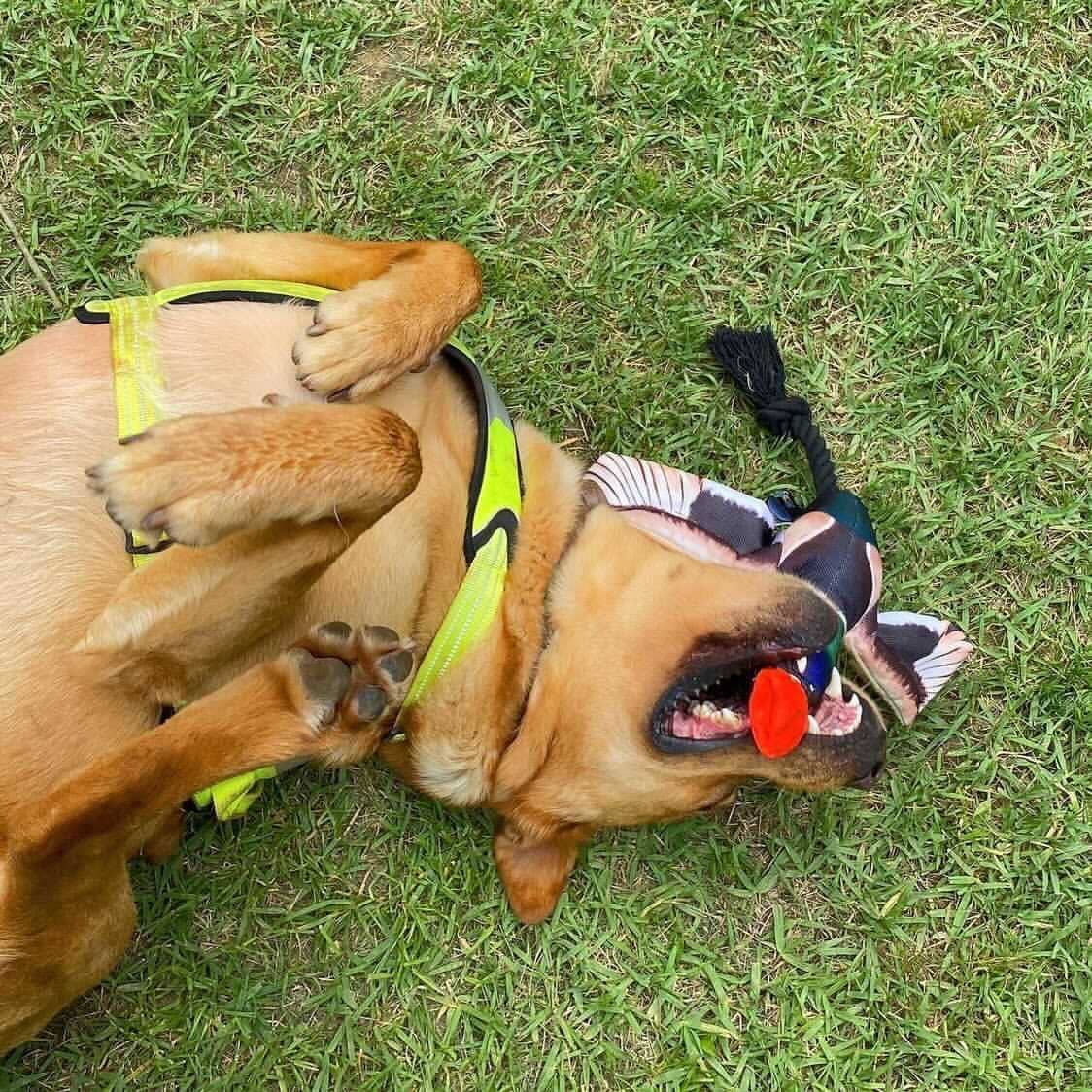 Fly &amp; Fetch Launching Toys