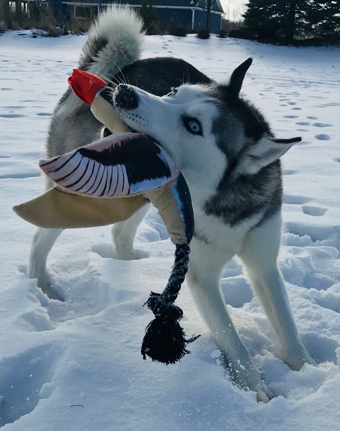 Fly &amp; Fetch Launching Toys