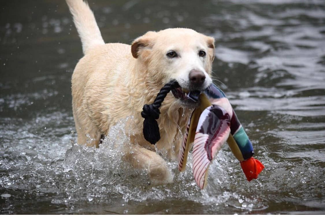 Fly &amp; Fetch Launching Toys
