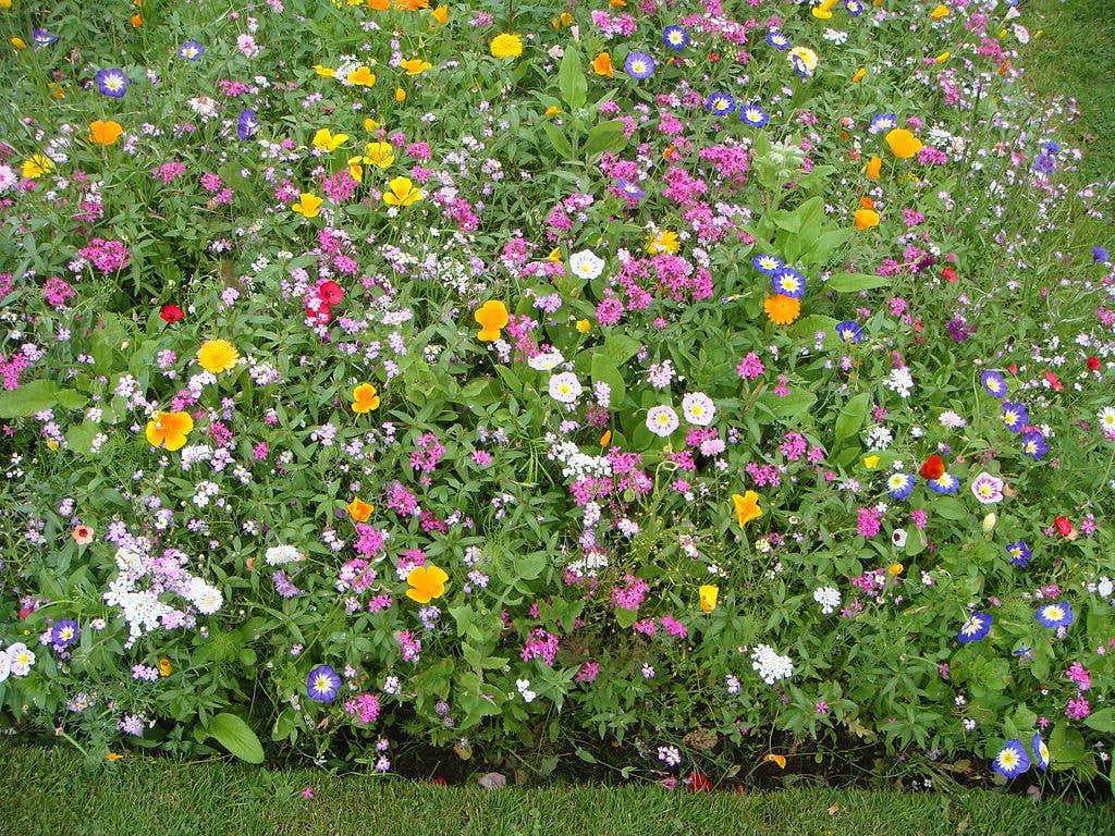 Wildflower Seeds 'Deer Resistant Mix' - 1 oz.