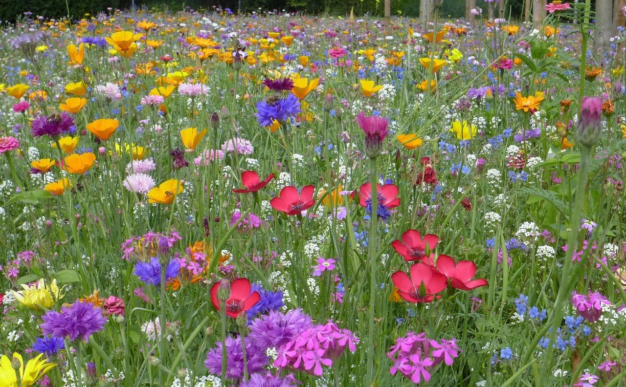 Wildflower Seeds 'Southwest Mix' - 1 oz.