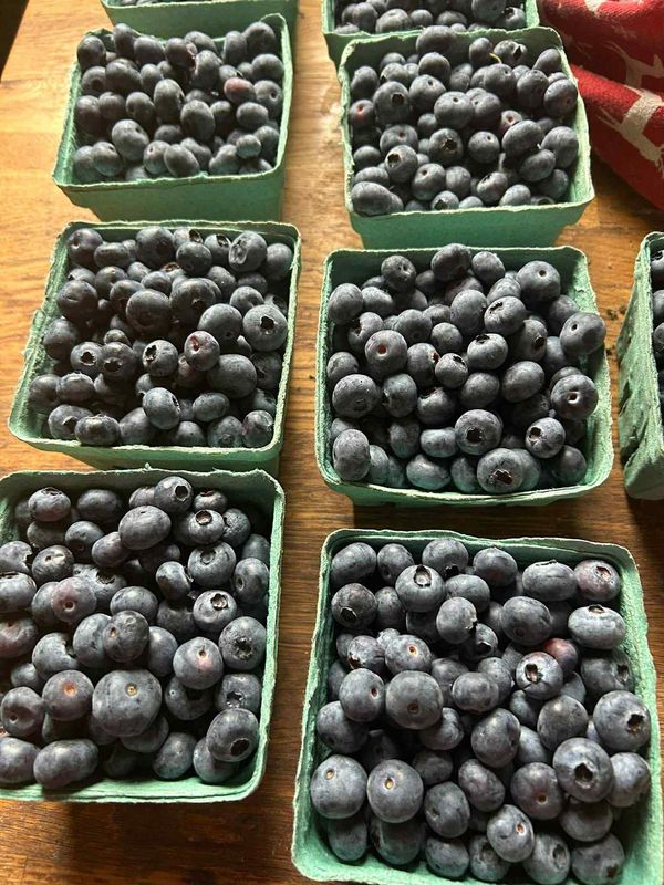 Blueberries - coming