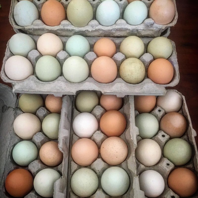 Chicken Eggs