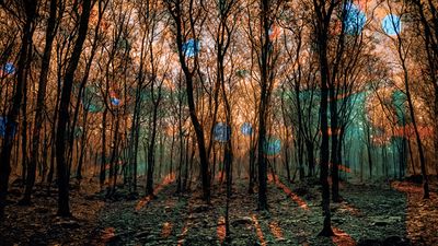 Mystical Forest
