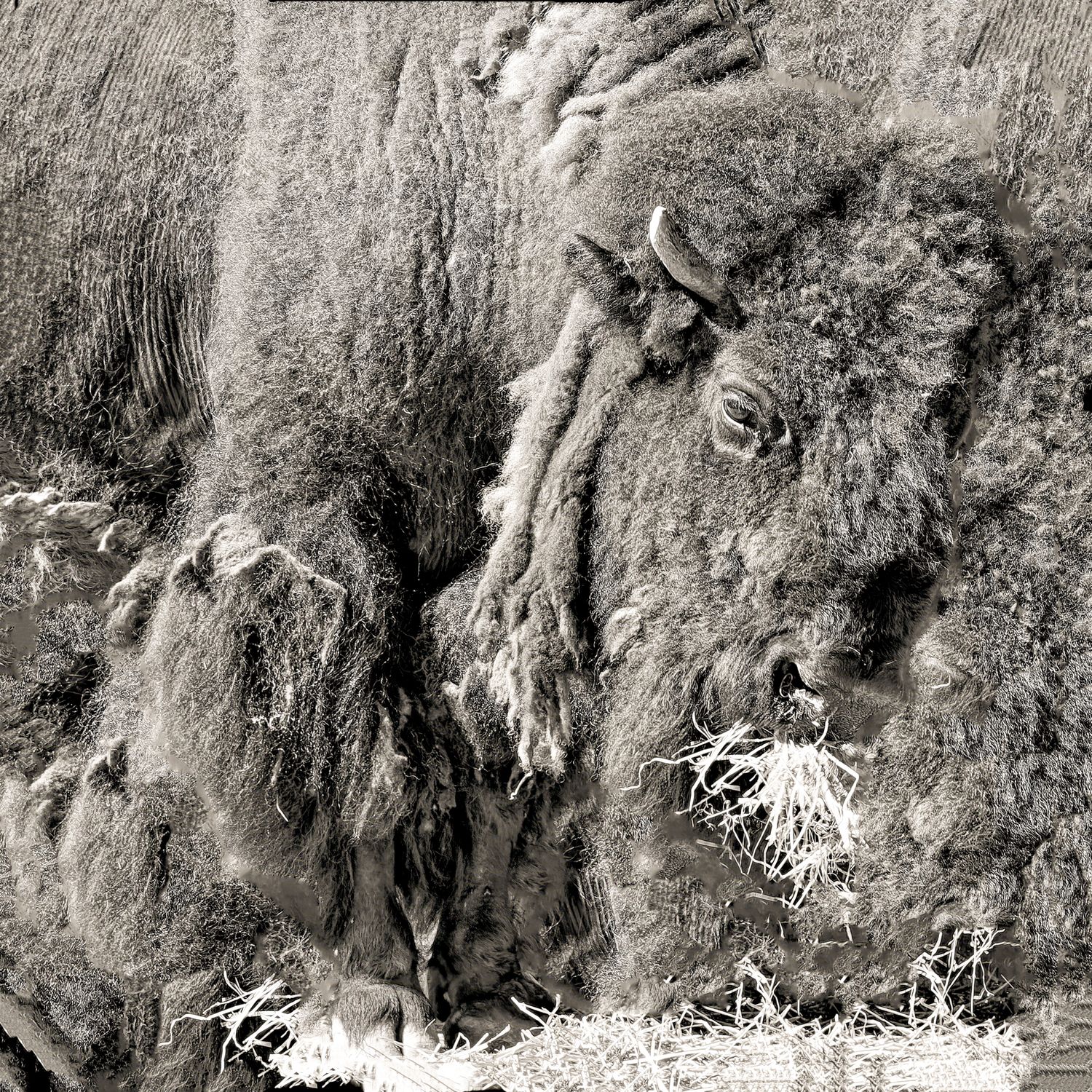 Amerikanischer Bison (ab € 40) Amerikanischer Bison (ab € 40)