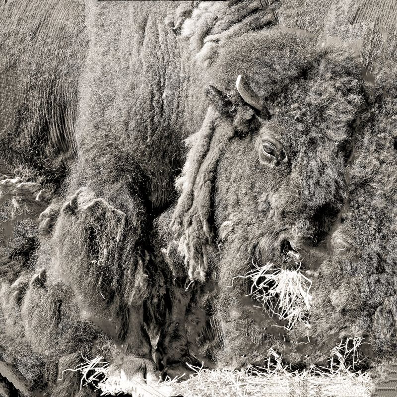 Amerikanischer Bison Amerikanischer Bison