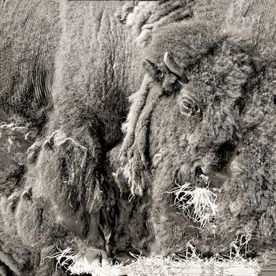 Amerikanischer Bison (ab € 40) Amerikanischer Bison (ab € 40)