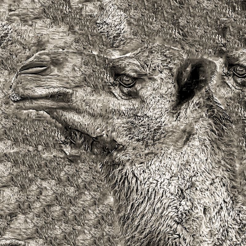 Dromedar 1 Dromedar 1