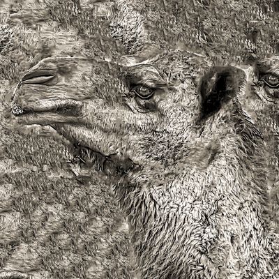 Dromedar 1 (ab € 40) Dromedar 1 (ab € 40)