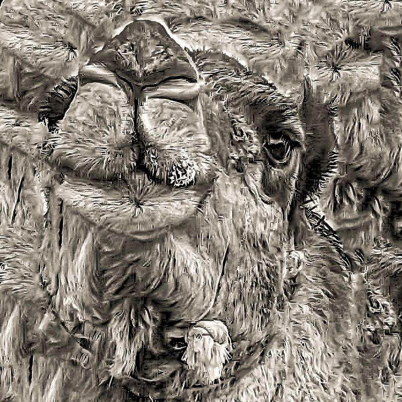 Dromedar 2 (ab € 40) Dromedar 2 (ab € 40)