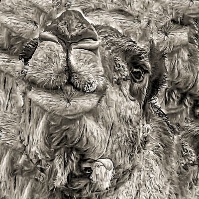 Dromedar 2 (ab € 40) Dromedar 2 (ab € 40)