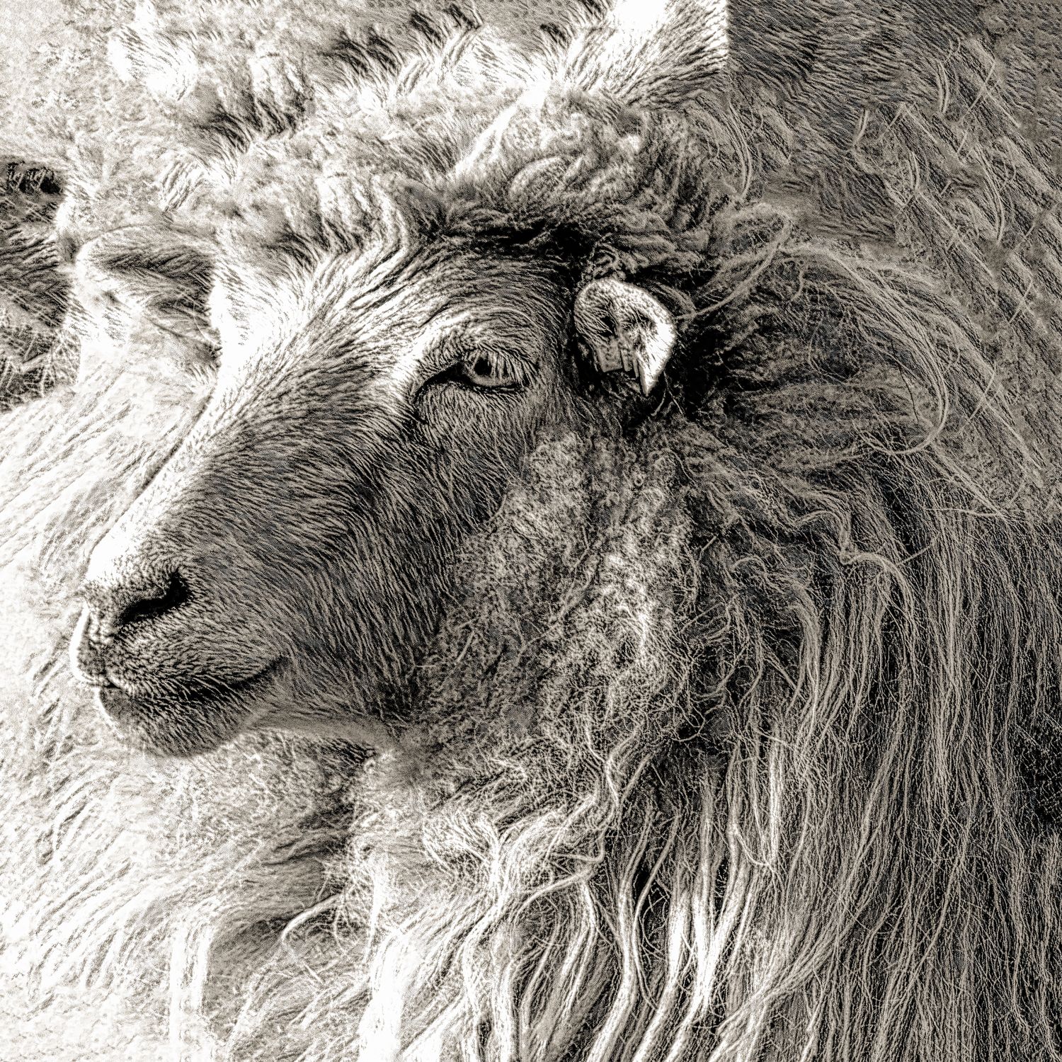 Schaf 3 (1:1 | ab € 40) Schaf 3 (1:1 | ab € 40)