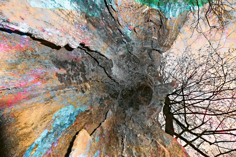 Inside A Hollow Tree Inside A Hollow Tree