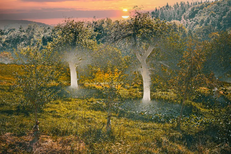 Fairy Forest Fairy Forest
