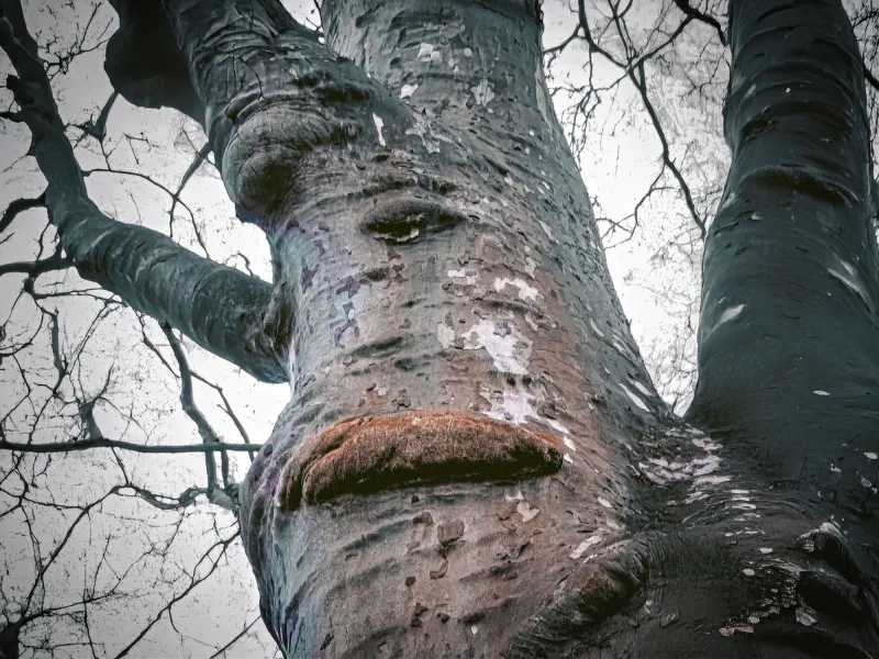Grief Wood The Sulking Enk Grief Wood The Sulking Enk