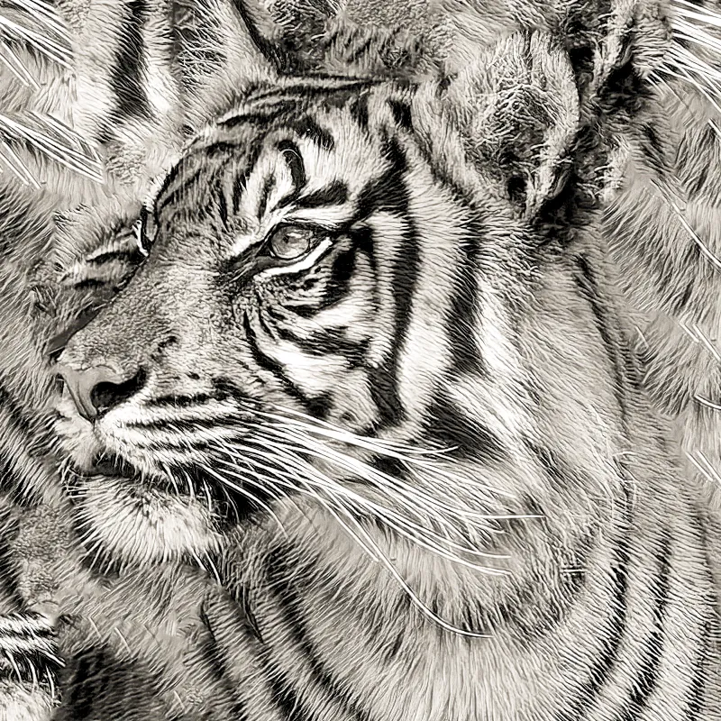 Tiger - Silent Authority Tiger - Silent Authority