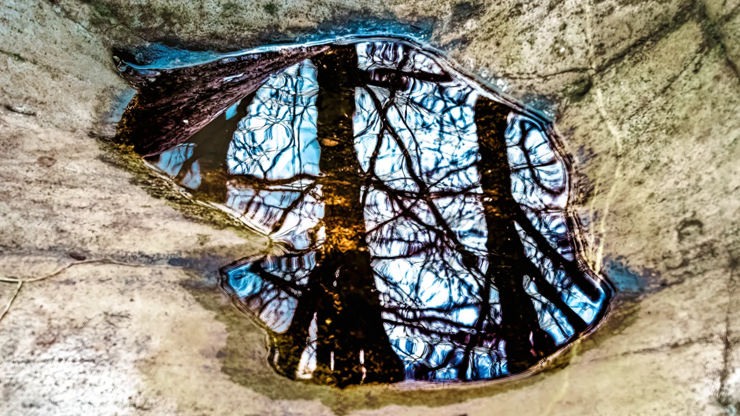 Mirror Forest Mirror Forest
