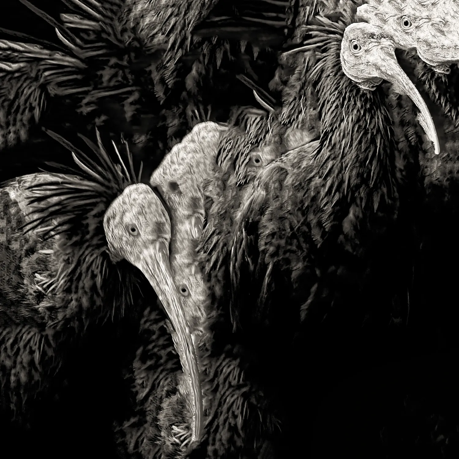 Northern Bald Ibis - The Radical Silhouette Northern Bald Ibis - The Radical Silhouette