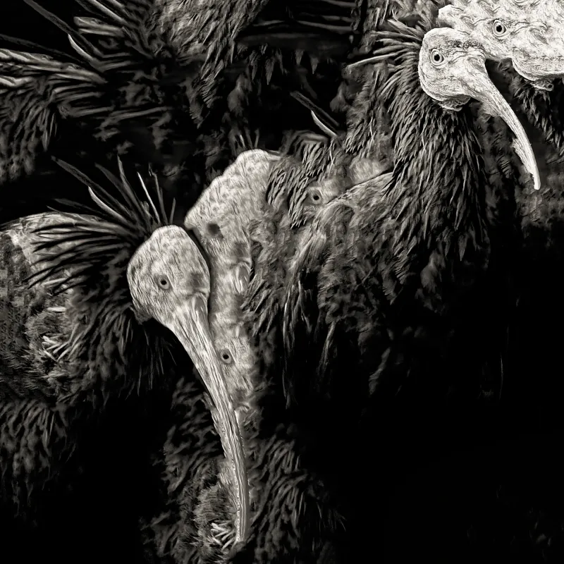 Northern Bald Ibis - The Radical Silhouette Northern Bald Ibis - The Radical Silhouette