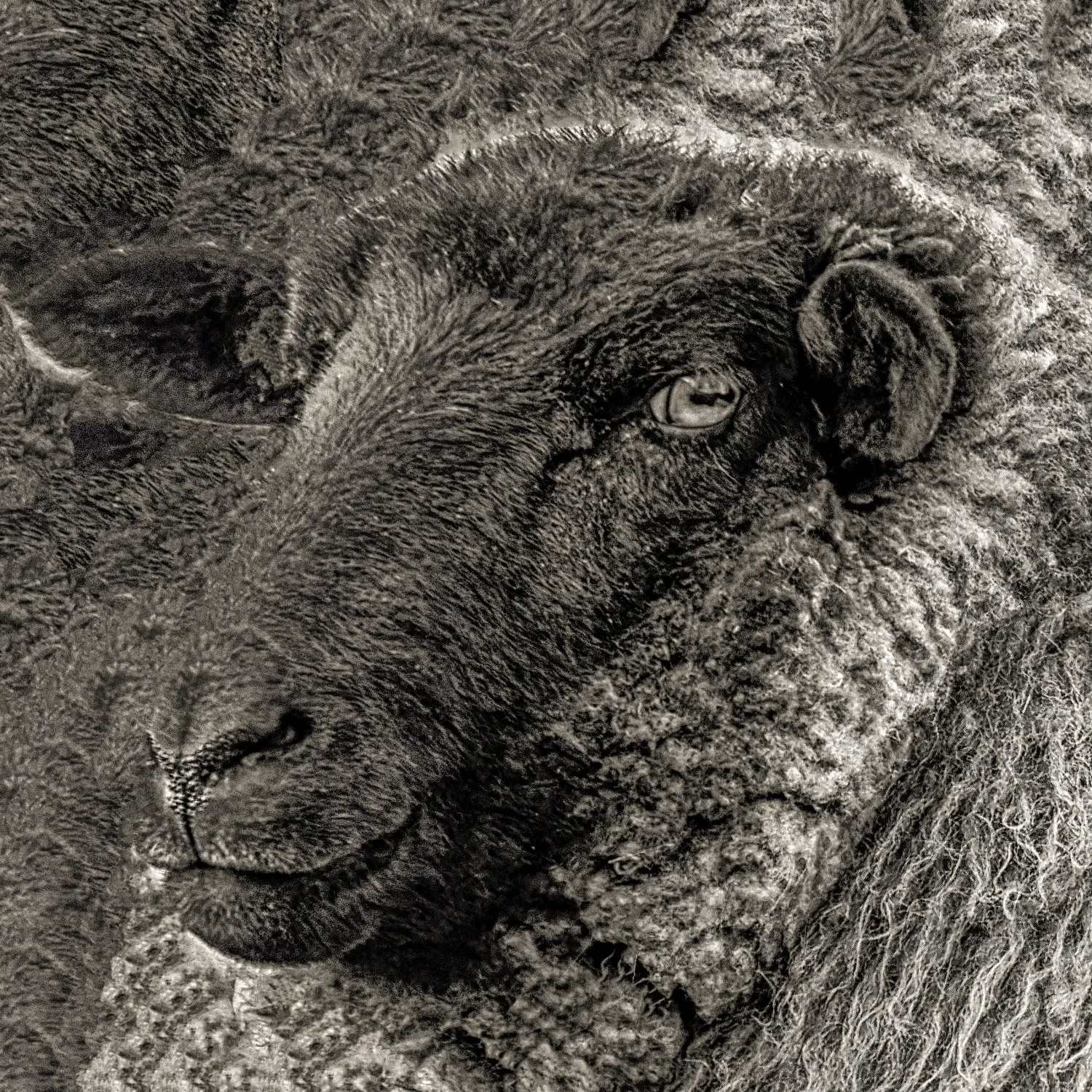 Black Sheep - Archaic Calm Black Sheep - Archaic Calm