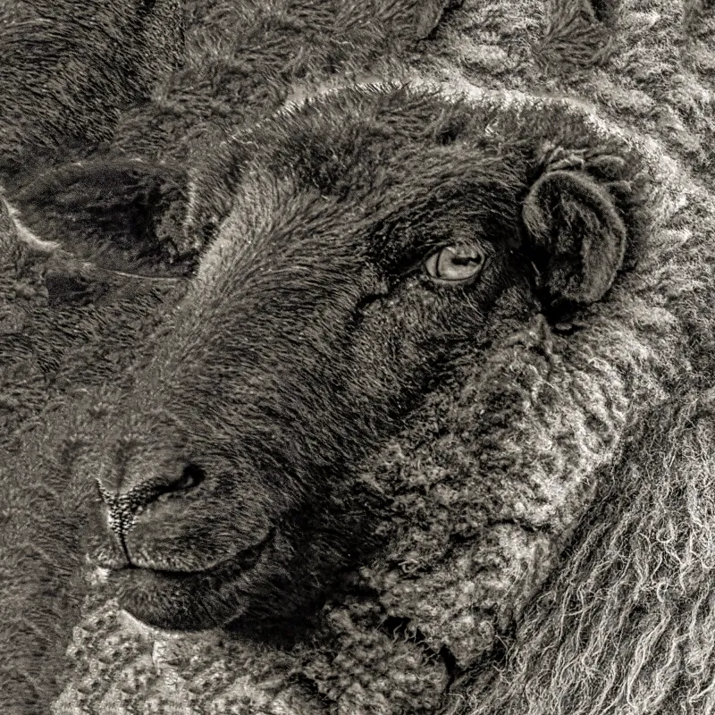 Black Sheep - Archaic Calm Black Sheep - Archaic Calm