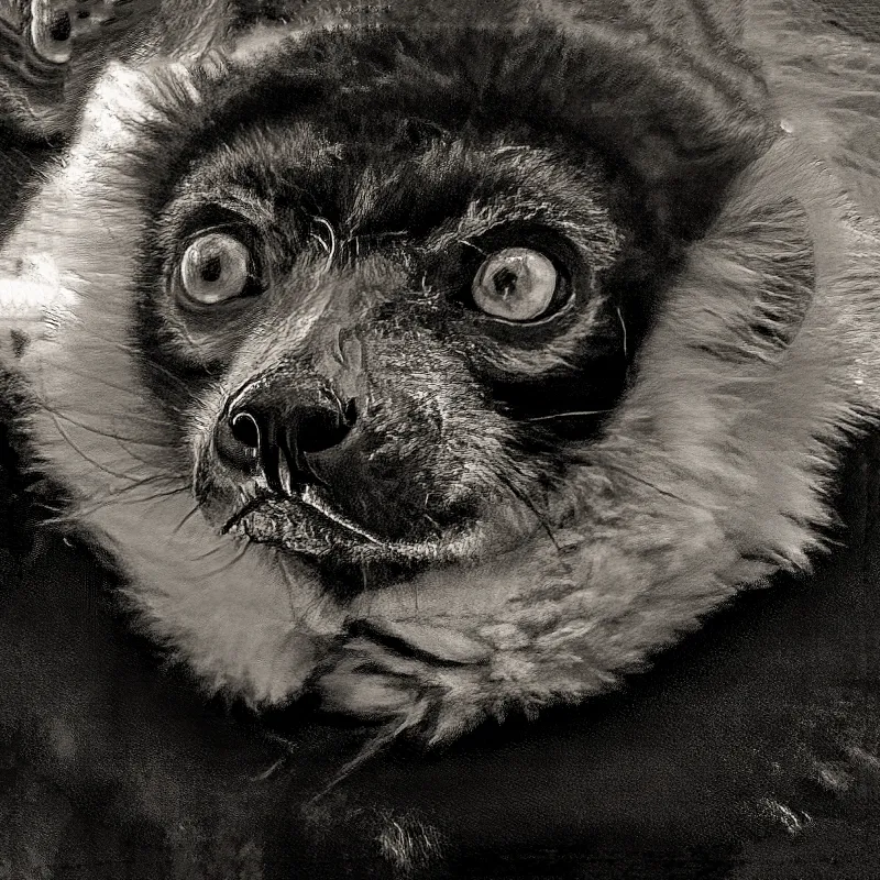 Black And White Ruffed Lemur - Between Shadow and Gaze Black And White Ruffed Lemur - Between Shadow and Gaze
