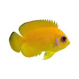 Lemonpeel Angel ORA