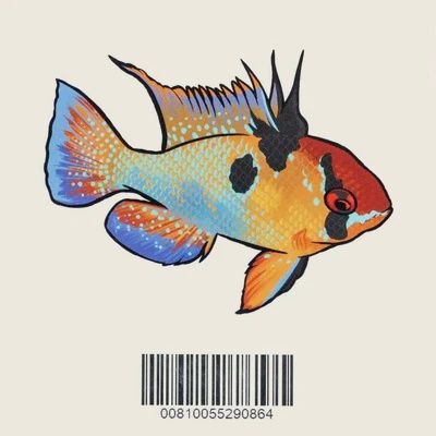 Aquarium Co-Op German Blue Ram Sticker
