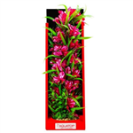 Aquatop Passion Rose 16"
