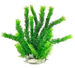 Aquatop Cabomba 6"