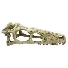 Komodo Raptor Skull