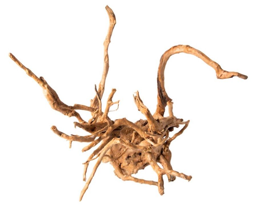 Galapagos Spider Wood 12-24"