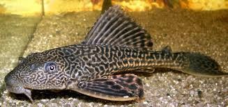 Pleco Common, Price: 6.00
