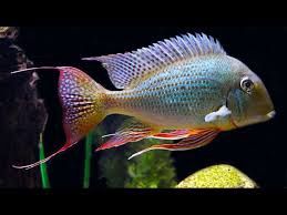 Cichlid Geophagus Altifrons