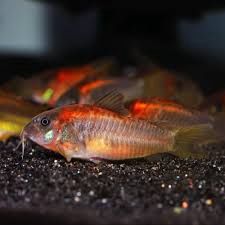Cory Red Laser CW014