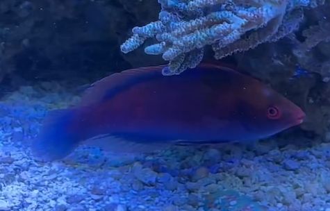 Wrasse Raspberry, Size: Sm 109.99