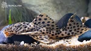 Pleco L172a Gold Vampire