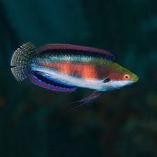 Wrasse Fairy Katherines
