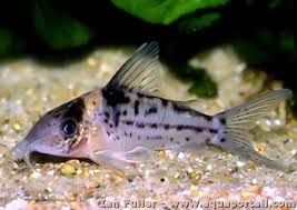 Cory Incoliana