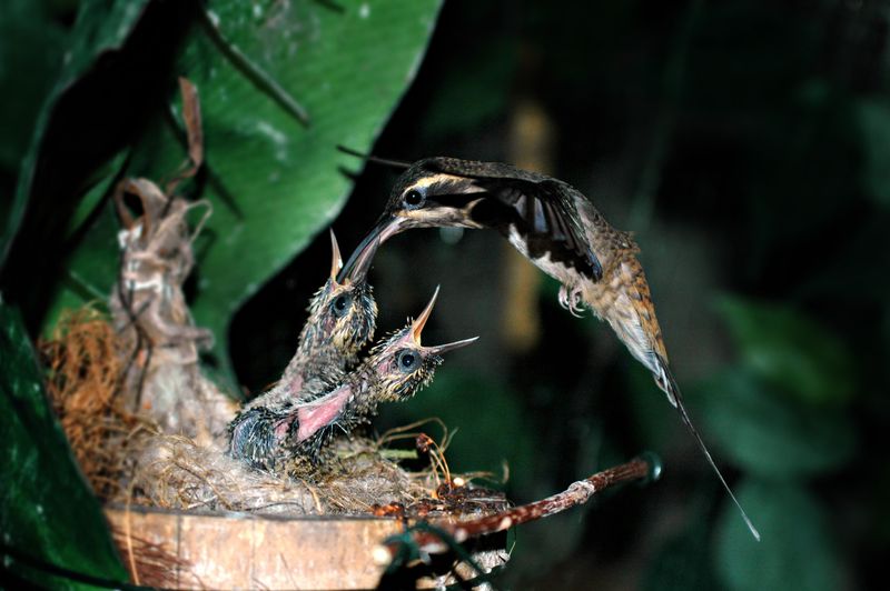 AVEFLIGHT Digital License — COLIBRIS: Breeding, Nutrition, Physiology, and Conservation