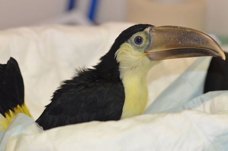 AVEFLIGHT Digital License — Toucans: Care, Feeding, Physiology, and Animal Welfare