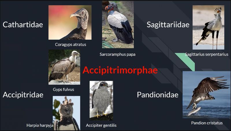 AVEFLIGHT Digital License — Birds of Prey: Care, Feeding, Breeding, Physiology, and Animal Welfare
