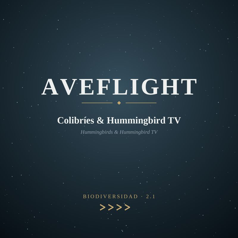 Hummingbirds &amp; Hummingbird TV