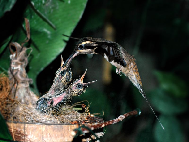 AVEFLIGHT Digital License — COLIBRIS: Breeding, Nutrition, Physiology, and Conservation (II)