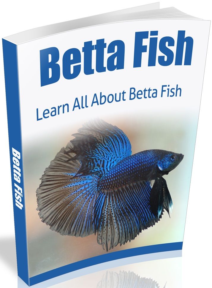 Betta Fish Care Guide: Aquarium Setup, Feeding, Compatibility &amp; Health Basics