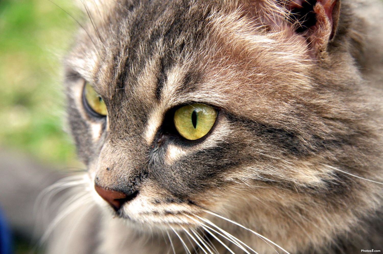 Cat Training Guide: Practical Tips for Better Cat Behavior at Home