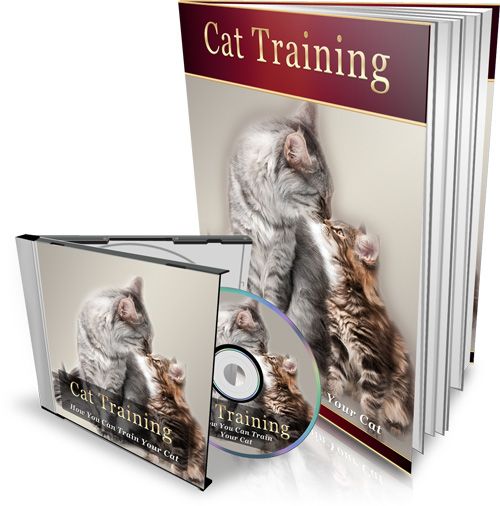 Cat Training Guide: Practical Tips for Better Cat Behavior at Home
