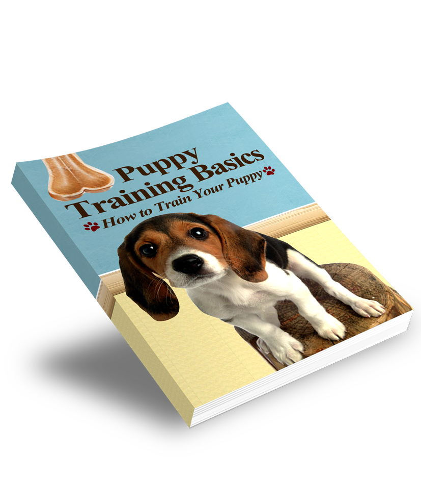 Dog &amp; Pet Care Starter Series – Part 2: Puppy Training Basics